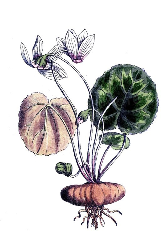 European poisonous plants, European cyclamen, cyclamen purpurascens, cyclamen europaeum, digitally restored reproduction from a 19th century original, exact date of presentation unknown, historical
