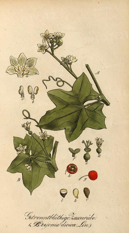 European poisonous plants, red bryony or dioecious bryony, Bryonia dioica, authentic, digitally restored reproduction from a 19th century original, Eduard Winkler (1799-1862), book All poisonous plants in Germany, exact date of depiction unknown, Historical