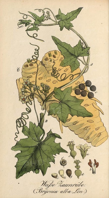 European poisonous plants, Bryonia alba, authentic, digitally restored reproduction from a 19th century original, Eduard Winkler (1799-1862), book All poisonous plants in Germany, exact date of depiction unknown, historical