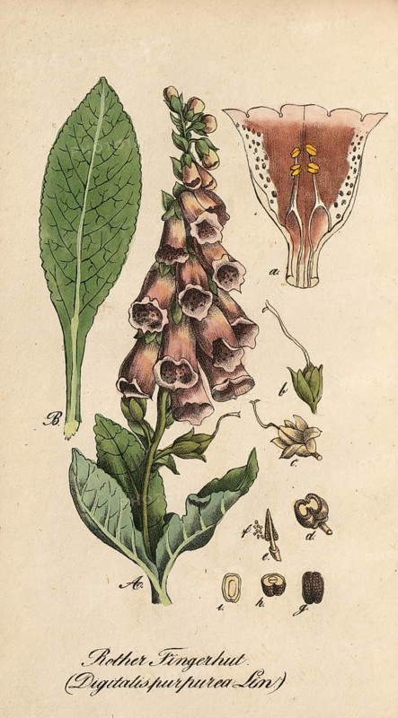 European poisonous plants, Common foxglove, Digitalis purpurea, authentic, digitally restored reproduction from a 19th century original, Eduard Winkler (1799-1862), book All poisonous plants in Germany, exact date of depiction unknown, Historical