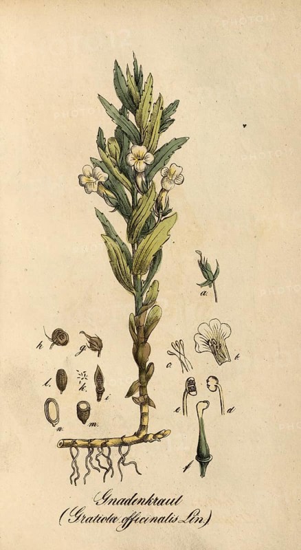 European poisonous plants, Gottes-Gnadenkraut or Gottesgnadenkraut, Gratiola officinalis, authentic, digitally restored reproduction from a 19th century original, Eduard Winkler (1799-1862), book All poisonous plants in Germany, exact date of depiction unknown, historical