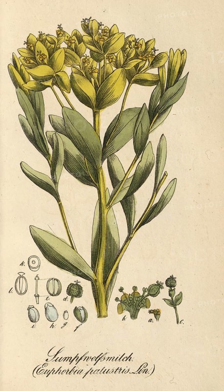 European poisonous plants, marsh spurge, Euphorbia palustris, authentic, digitally restored reproduction from a 19th century model, Eduard Winkler (1799-1862), book All poisonous plants in Germany, exact date of depiction unknown, historical