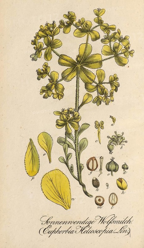 European poisonous plants, Solstice spurge, Euphorbia helioscopia subsp. helioscopia, authentic, digitally restored reproduction from a 19th century original, Eduard Winkler (1799-1862), book All poisonous plants in Germany, exact date of illustration unknown, historical