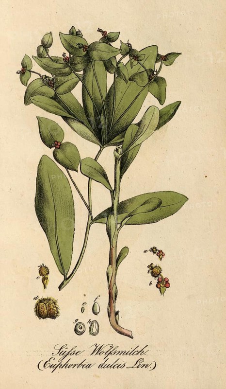 European poisonous plants, sweet spurge, Euphorbia dulcis, authentic, digitally restored reproduction from a 19th century original, Eduard Winkler (1799-1862), book All poisonous plants in Germany, exact date of depiction unknown, historical