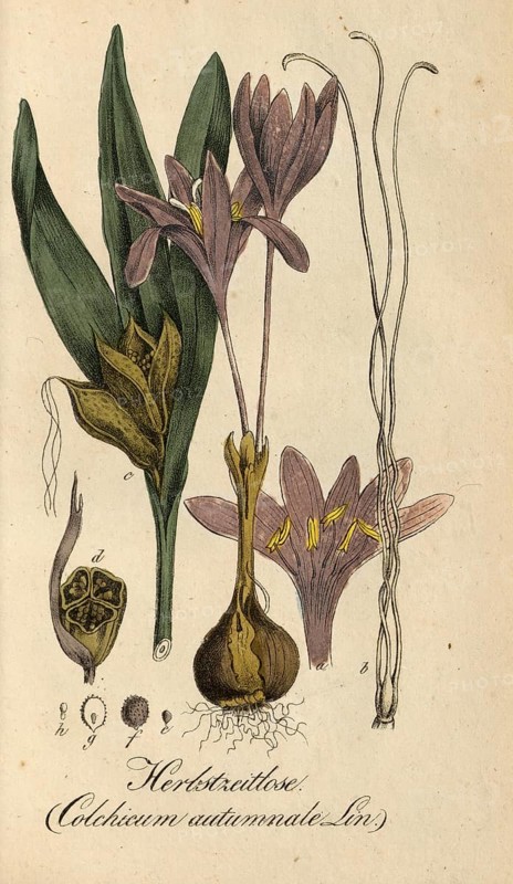 European poisonous plants, Herbstzeitlose or Herbst-Zeitlose, Colchicum autumnale, authentic, digitally restored reproduction from a 19th century original, Eduard Winkler (1799-1862), book All poisonous plants in Germany, exact date of depiction unknown, historical