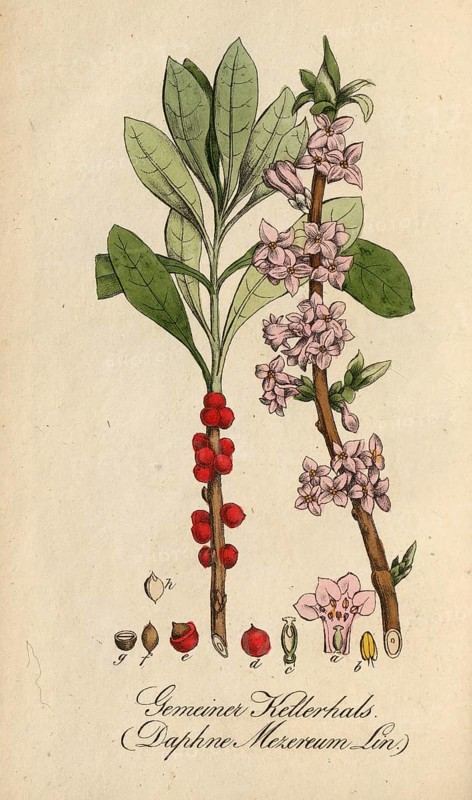 European poisonous plants, Daphne mezereum, authentic, digitally restored reproduction from a 19th century model, Eduard Winkler (1799-1862), book All poisonous plants in Germany, exact date of depiction unknown, historical