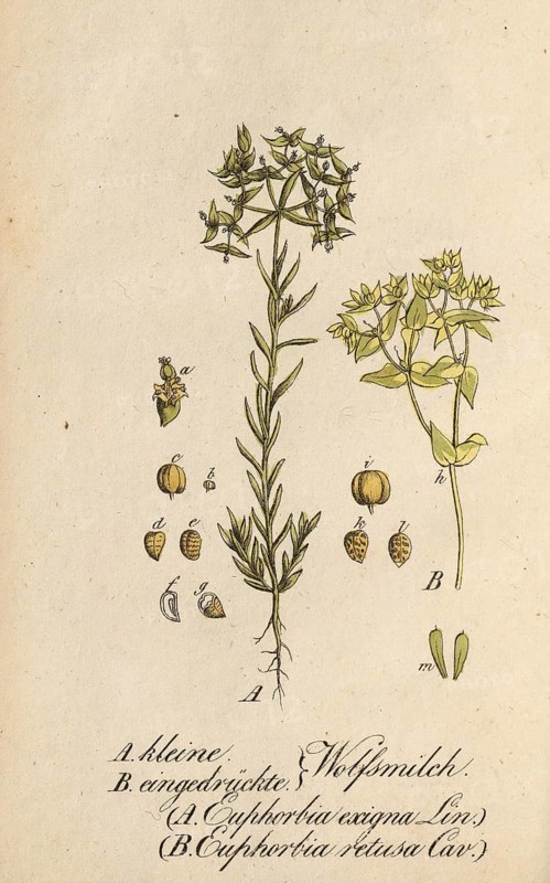 European poisonous plants, Small spurge, Euphorbia exigua, and Pressed spurge, Euphorbia retusa, authentic, digitally restored reproduction from a 19th century original, Eduard Winkler (1799-1862), book All poisonous plants in Germany, exact date of depiction unknown, Historical