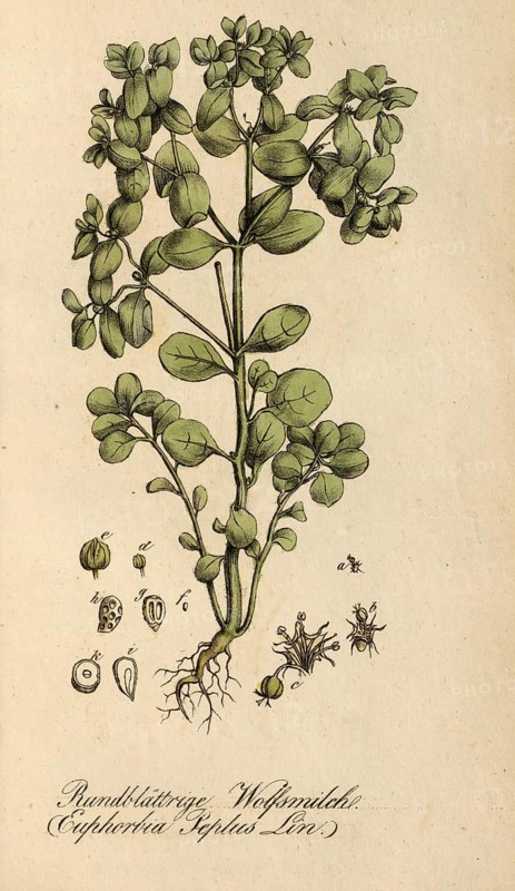 European poisonous plants, garden spurge, Euphorbia peplus, authentic, digitally restored reproduction from a 19th century model, Eduard Winkler (1799-1862), book All poisonous plants in Germany, exact date of depiction unknown, historical