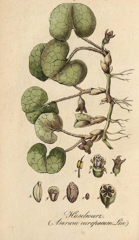 European poisonous plants, common hazelwort, Asarum europaeum, authentic, digitally restored reproduction from a 19th century original, Eduard Winkler (1799-1862), book All poisonous plants in Germany, exact date of depiction unknown, historical