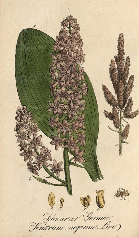 European poisonous plants, Black False Hellebore, Veratrum nigrum, authentic, digitally restored reproduction from a 19th century original, Eduard Winkler (1799-1862), book All poisonous plants in Germany, exact date of depiction unknown, historical