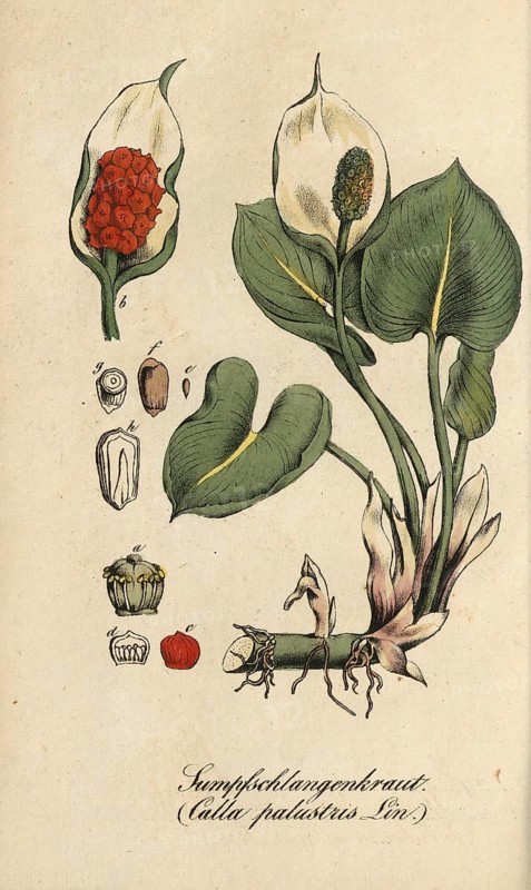 European poisonous plants, Dragonwort, Calla palustris, also Swamp Calla, Swamp Calla, Snakewort, Snakeweed, Swamp Snakeweed, authentic, digitally restored reproduction from a 19th century original, Eduard Winkler (1799-1862), book All poisonous plants in Germany, exact date of depiction unknown, Historical