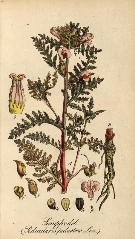 European poisonous plants, marsh lousewort, Pedicularis palustris, authentic, digitally restored reproduction from a 19th century original, Eduard Winkler (1799-1862), book All poisonous plants in Germany, exact date of depiction unknown, historical
