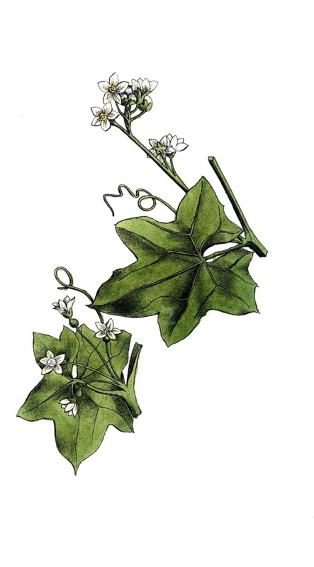 European poisonous plants, red fence beet, red fence beet or dioecious fence beet, Bryonia dioica, digitally restored reproduction from a 19th century original, exact date of presentation unknown, historical
