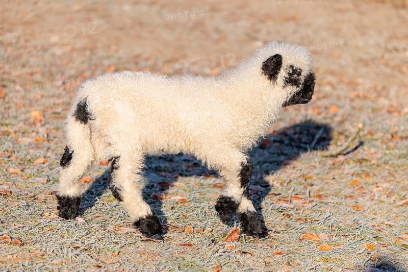 A Valais Blacknose lamb (Avis Aries) runs across a frost-covered pasture in early morning light. switzerland