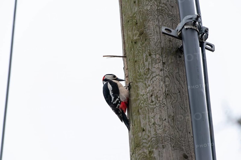 Great spotted woodpecker (Dendrocopos major) pecking on a utility pole in the city. Stuttgart, Baden-Wuerttemberg, Germany
