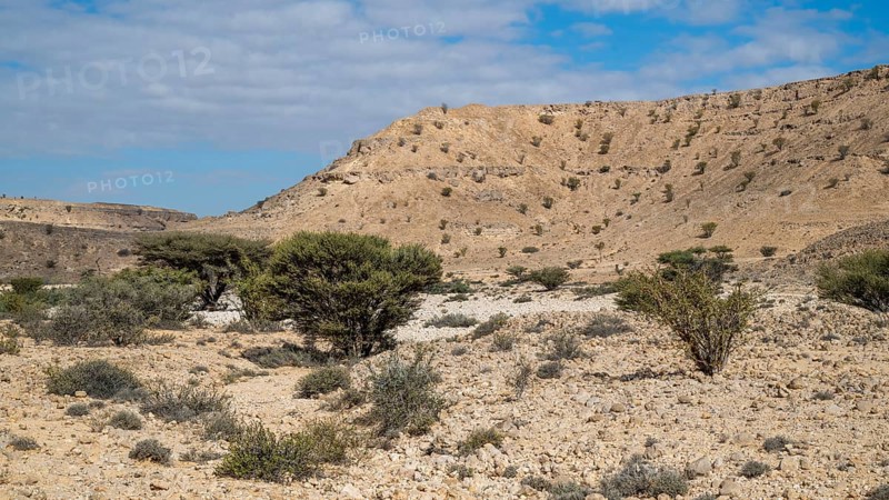 Frankincense trees (Burseraceae) in a barren landscape, Oman