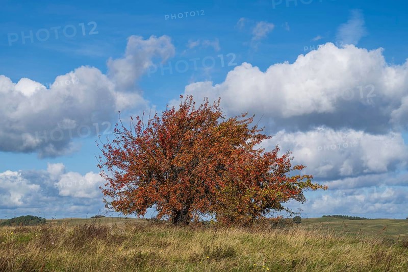 Tree with autumn colors on the high bank of Klein Zicker, exposed, white clouds, nature reserve, Mönchgut, Rügen island, Baltic Sea, Mecklenburg-Western Pomerania, Germany