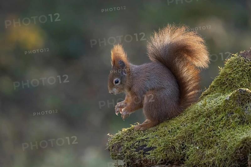Red squirrel (Sciurus) on rootstock