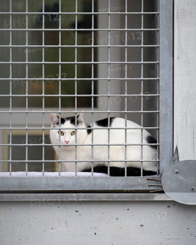 Black and white cat sitting behind a fence at an animal shelter, animal welfare association, animal rescue, district of Constance, Baden-Württemberg, Germany