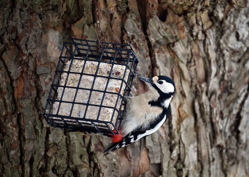 Great spotted woodpecker, (Dendrocopos major) eats fat food, bird feeder in winter, Schleswig-Holstein, Germany