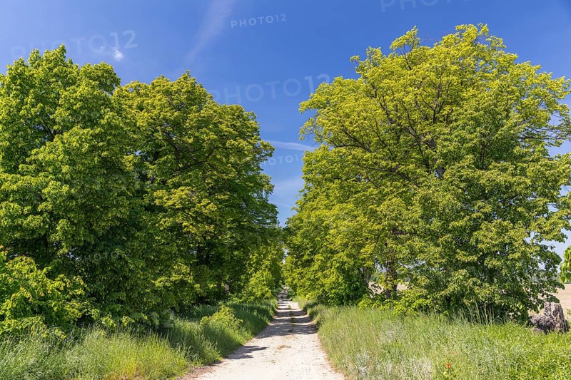 Path through the 200-year-old avenue of lime trees, mainly winter lime trees (Tilia cordata) between Lauske and Nostitz, natural monument, Weißenberg, Saxony, Germany