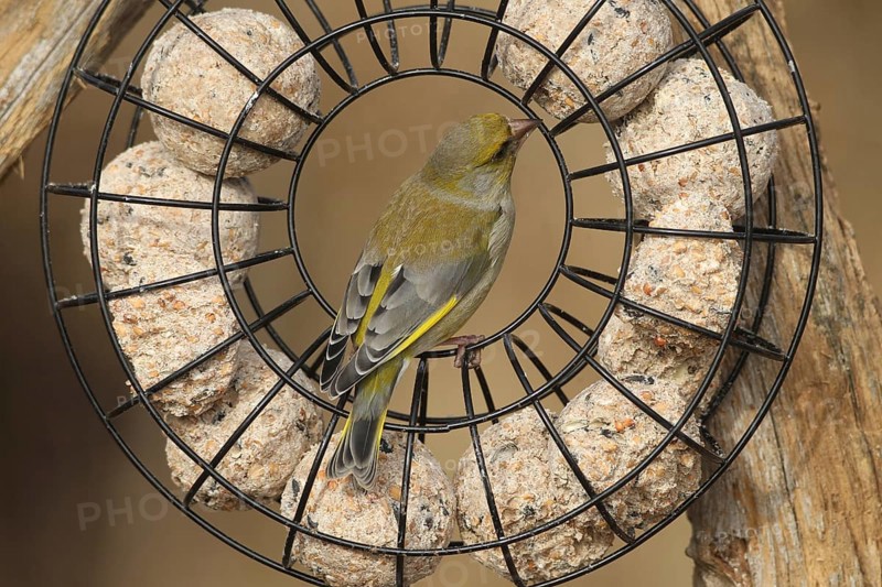 Greenfinch (Chloris chloris) at the winter feeding site, Allgäu, Bavaria, Germany, Allgäu, Bavaria, Germany