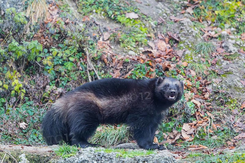 A wolverine (Gulo gulo) stands on a rocky slope covered in green vegetation. Finland