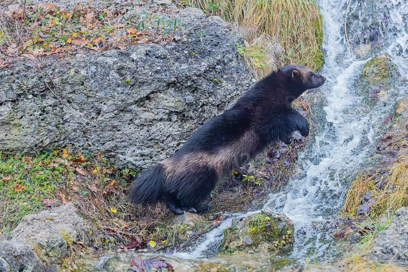 A wolverine (Gulo gulo) jumps over a small stream on a rocky slope covered with green vegetation. Finland