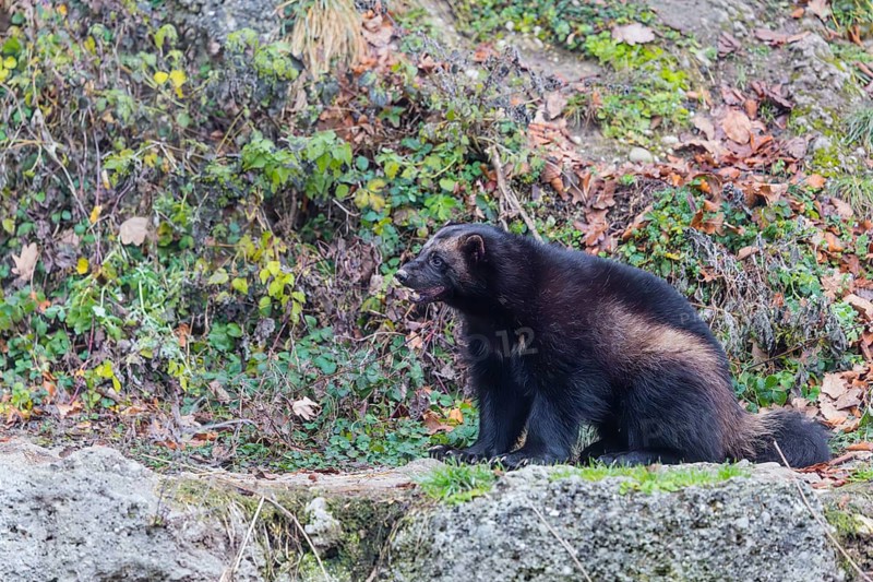 A wolverine (Gulo gulo) sits on a rocky slope covered in green vegetation. Finland