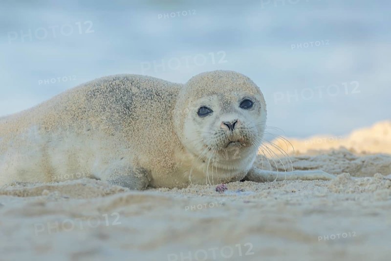Common or Harbor or Harbour seal (Phoca vitulina) adult animal resting on sand on a beach, England, United Kingdom