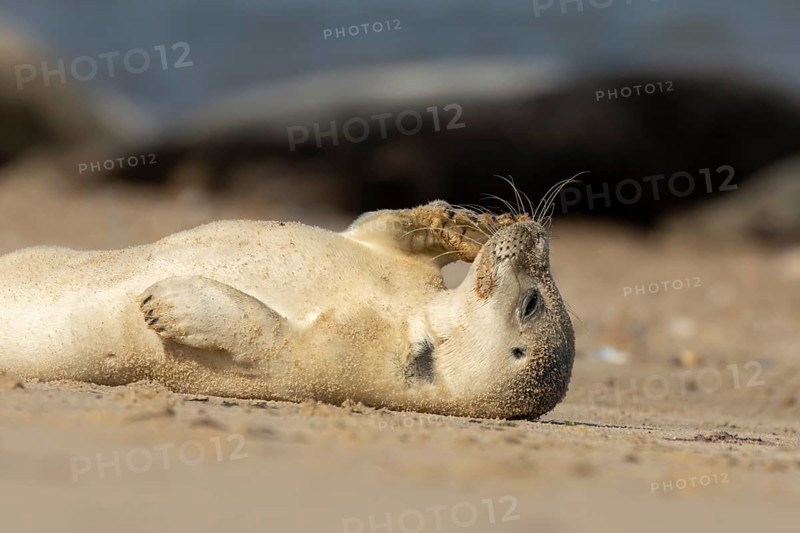 Common or Harbor or Harbour seal (Phoca vitulina) adult marine animal resting on sand on a beach, England, United Kingdom
