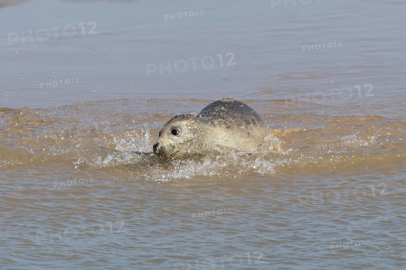 Common or Harbor or Harbour seal (Phoca vitulina) adult marine animal swimming in the shallow water of the sea, England, United Kingdom