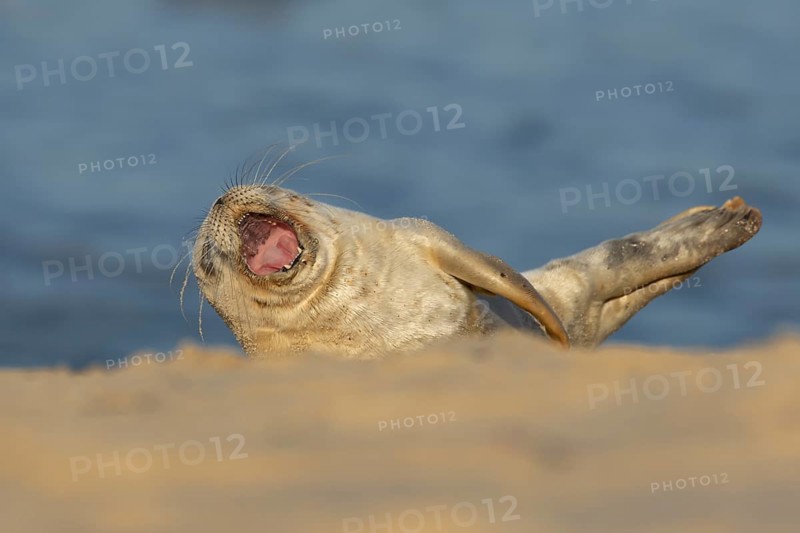 Common or Harbor or Harbour seal (Phoca vitulina) adult animal yawning on a seaside beach, England, United Kingdom