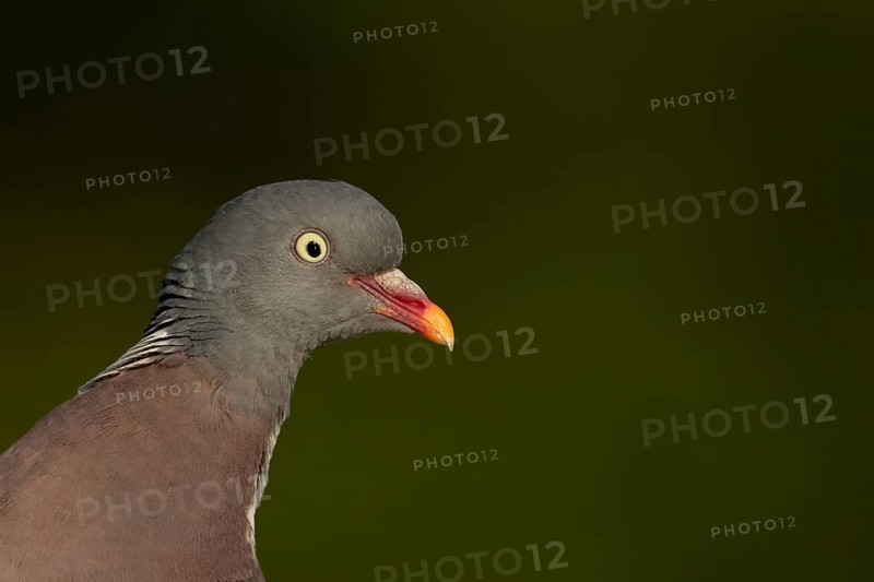 Wood pigeon (Columba palumbus) adult garden bird head portrait, England, United Kingdom