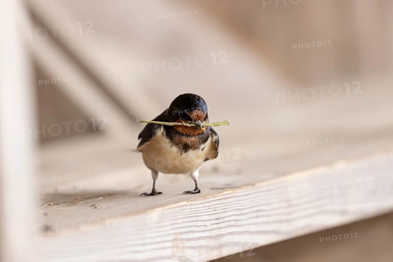 Barn swallow (Hirundo rustica) adult bird with nest material in its beak in summer, England, United Kingdom