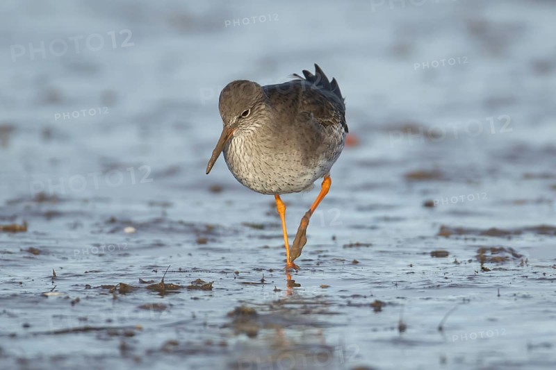 Common redshank (Tringa totanus) adult wader bird on a mudflat in winter, England, United Kingdom