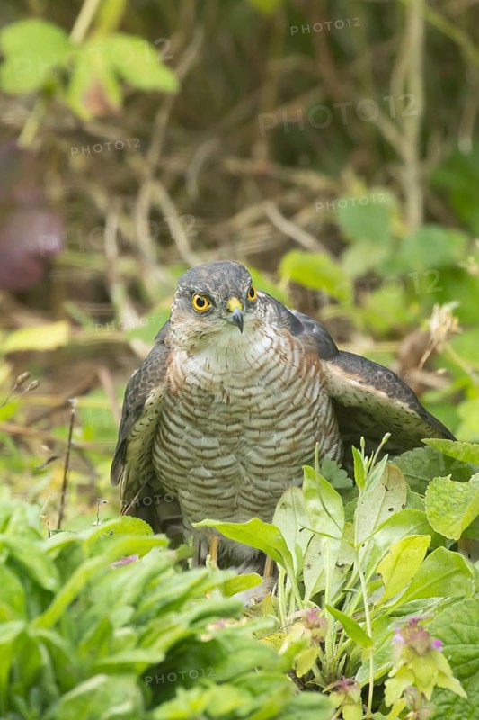 Eurasian sparrowhawk (Accipiter nisus) adult male bird of prey mantling on a small bird its caught in a garden, England, United Kingdom