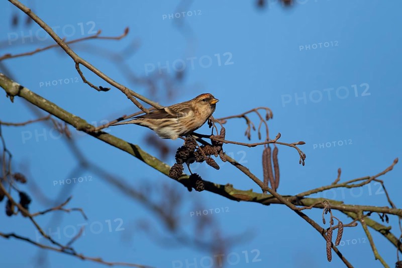 Redpoll (Acanthis flammea) adult bird in an Alder tree in winter, England, United Kingdom
