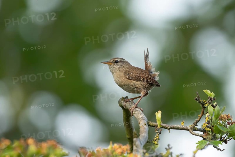 Eurasian wren (Troglodytes troglodytes) adult garden bird on a tree branch in summer, England, United Kingdom