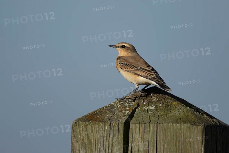 Northern wheatear (Oenanthe oenanthe) adult bird on a wooden post, RSPB Frampton marsh nature reserve, Lincolnshire, England, United Kingdom