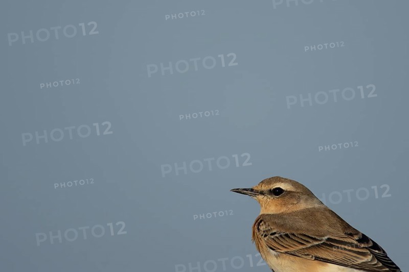 Northern wheatear (Oenanthe oenanthe) adult bird head portrait, RSPB Frampton marsh nature reserve, Lincolnshire, England, United Kingdom