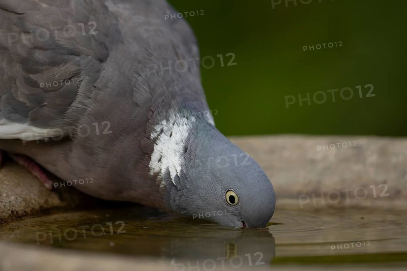 Wood pigeon (Columba palumbus) adult garden bird drinking water from a bird bath in summer, England, United Kingdom