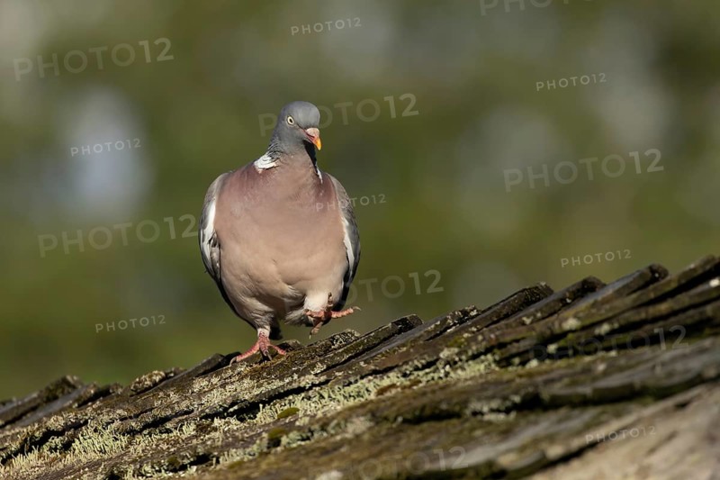 Wood pigeon (Columba palumbus) adult garden bird walking on a shed roof, England, United Kingdom