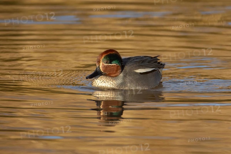 Common teal duck (Anas crecca) adult male bird on the water surface of a lake, England, United Kingdom