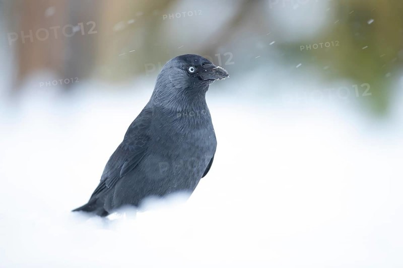 Jackdaw (Corvus monedula) adult bird in a snow covered garden in winter, England, United Kingdom