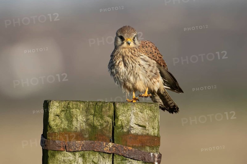 Common kestrel (Falco tinnunculus) adult falcon bird of prey on a wooden post, England, United Kingdom