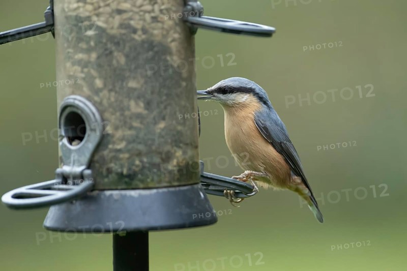 Eurasian nuthatch (Sitta europaea) adult bird feeding on sunflower seeds from a garden bird feeder in autumn, Wales, United Kingdom