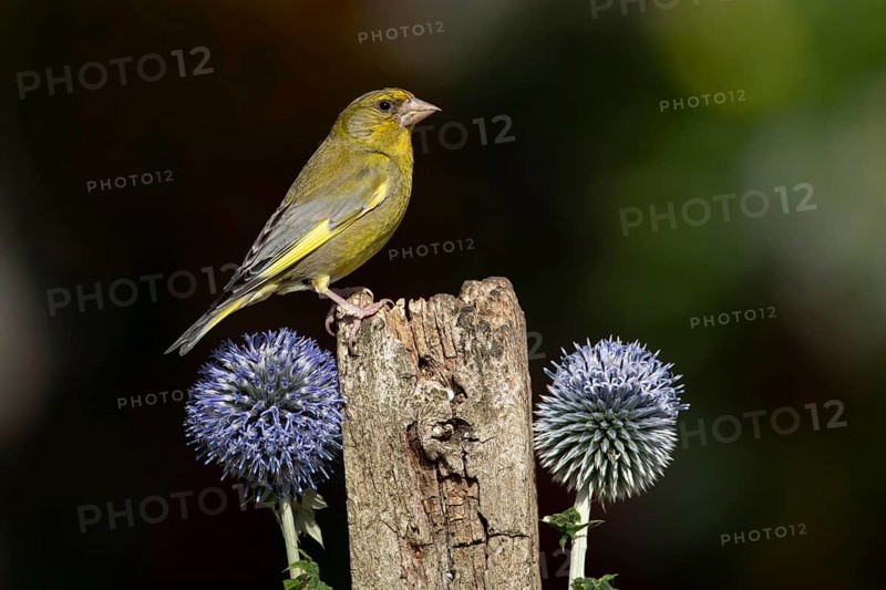 Greenfinch (Chloris chloris) adult male garden bird on a wooden post in summer, England, United Kingdom