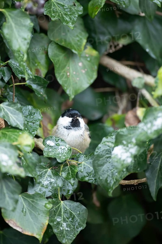 Coal tit (Periparus ater) adult garden bird in a frosted covered Ivy tree in winter, England, United Kingdom