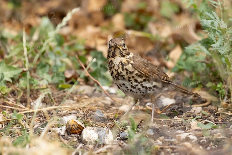 Song thrush (Turdus philomelos) adult garden bird in a flower border in summer, England, United Kingdom